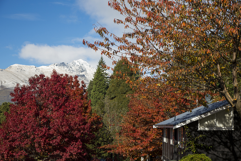 Trees with varying leaf colors