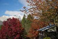 Trees with varying leaf colors