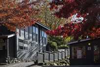 Street view with varying color trees